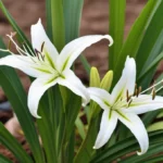 Discover how the white spider lily helps agriculture, its benefits, uses, and cultural significance. Learn about its role in pest control, soil conservation, and its deep-rooted symbolism in Japanese culture.